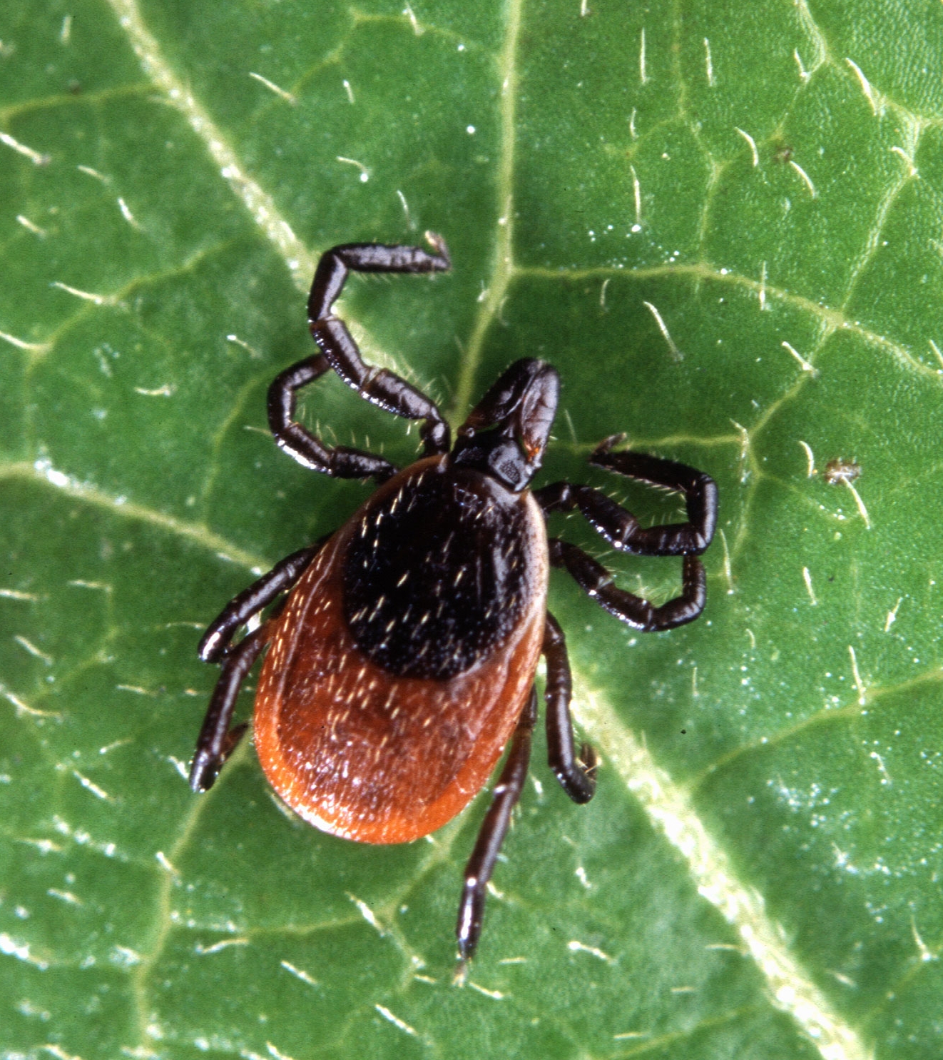 Image of Mites and ticks