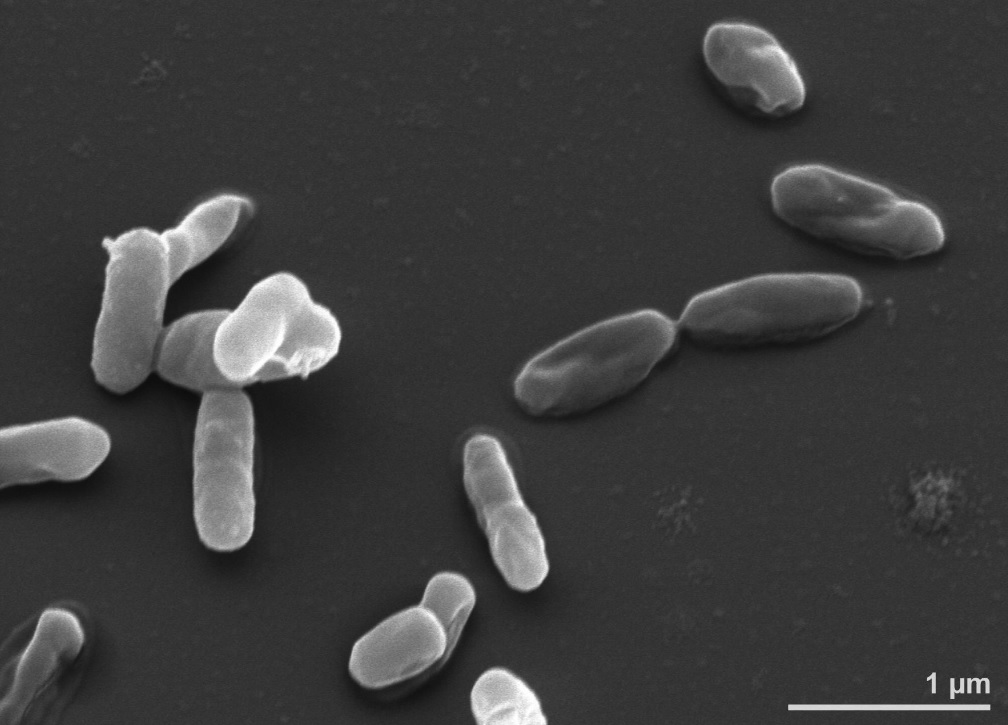 Image of Actinomycetota