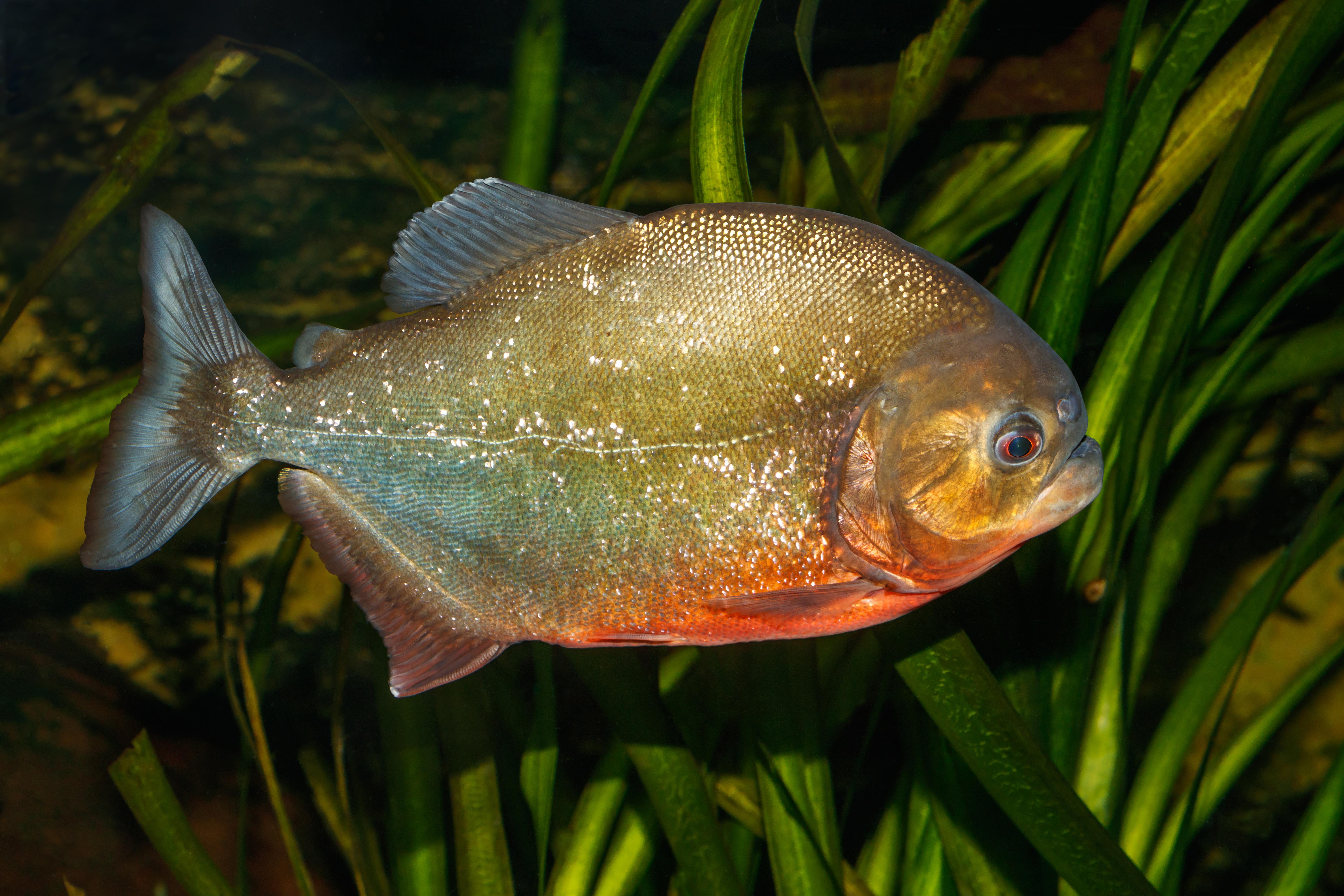 Image of Ray-finned fishes
