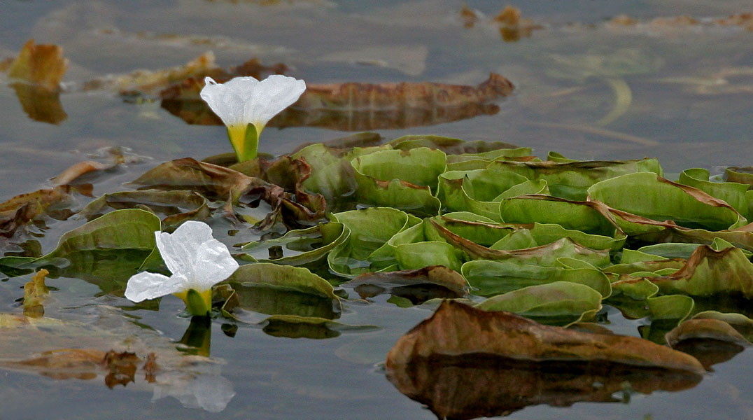 Image of Water plantains and allies