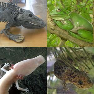 Image of Amphibians