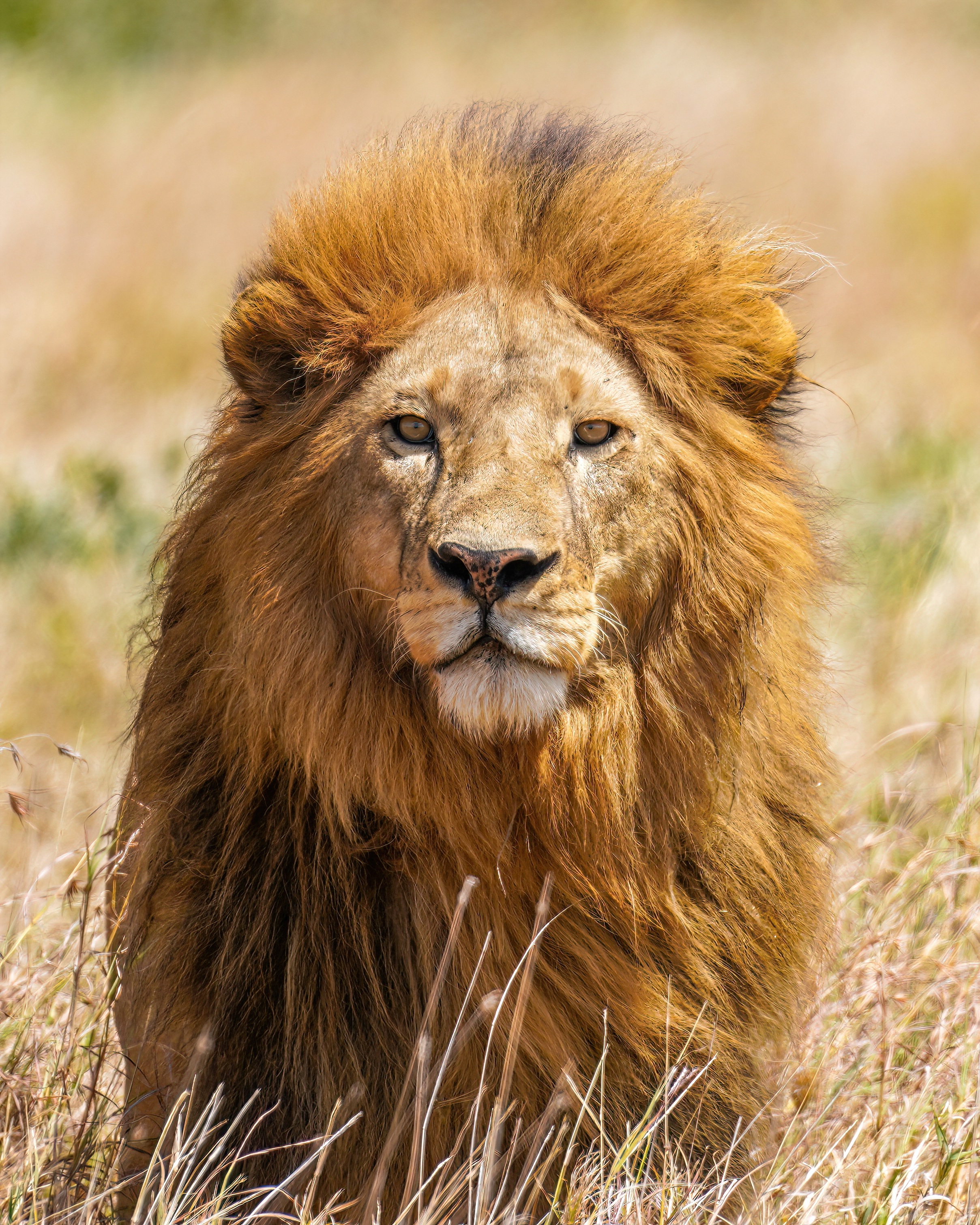 Image of Animals