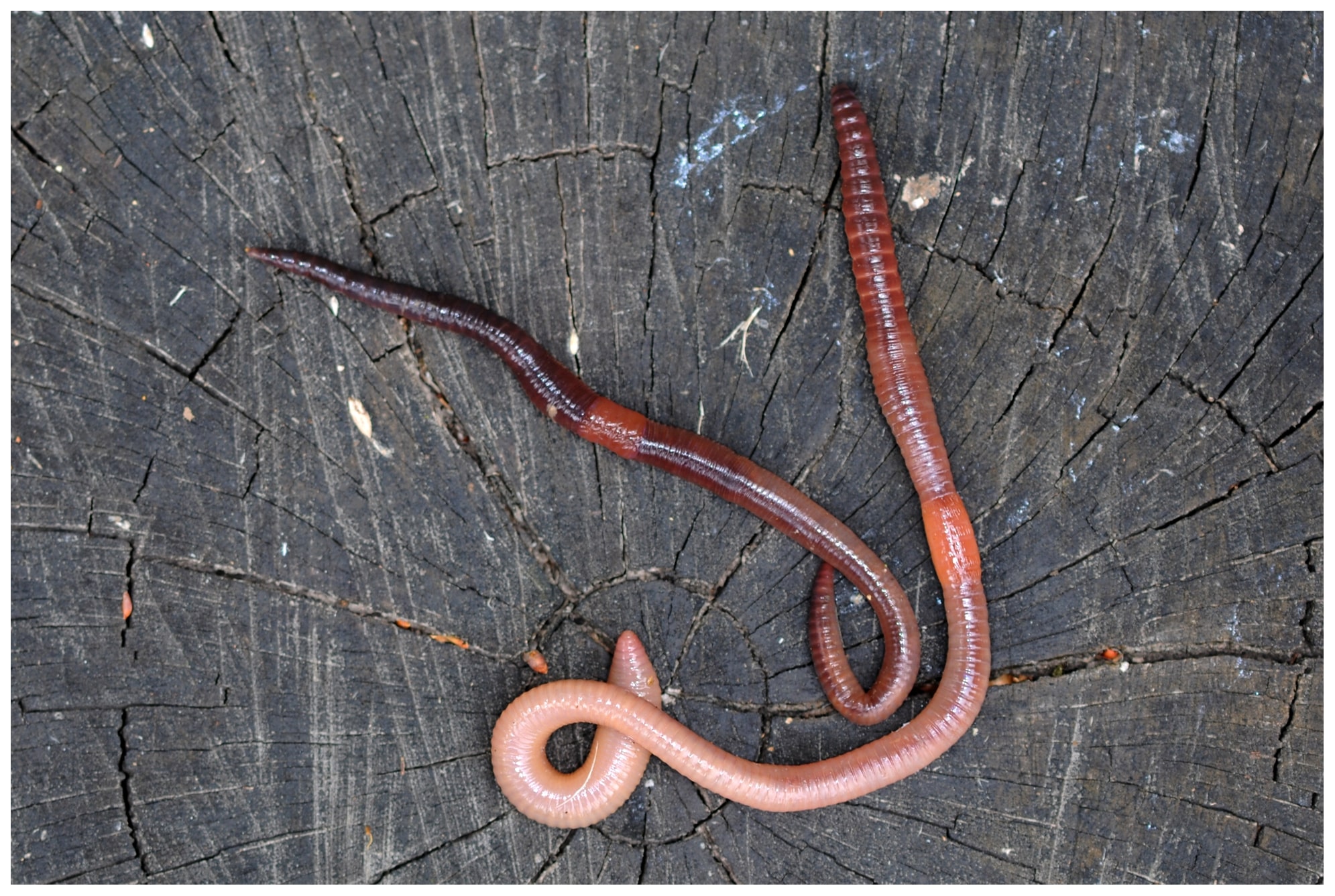 Image of Segmented worms