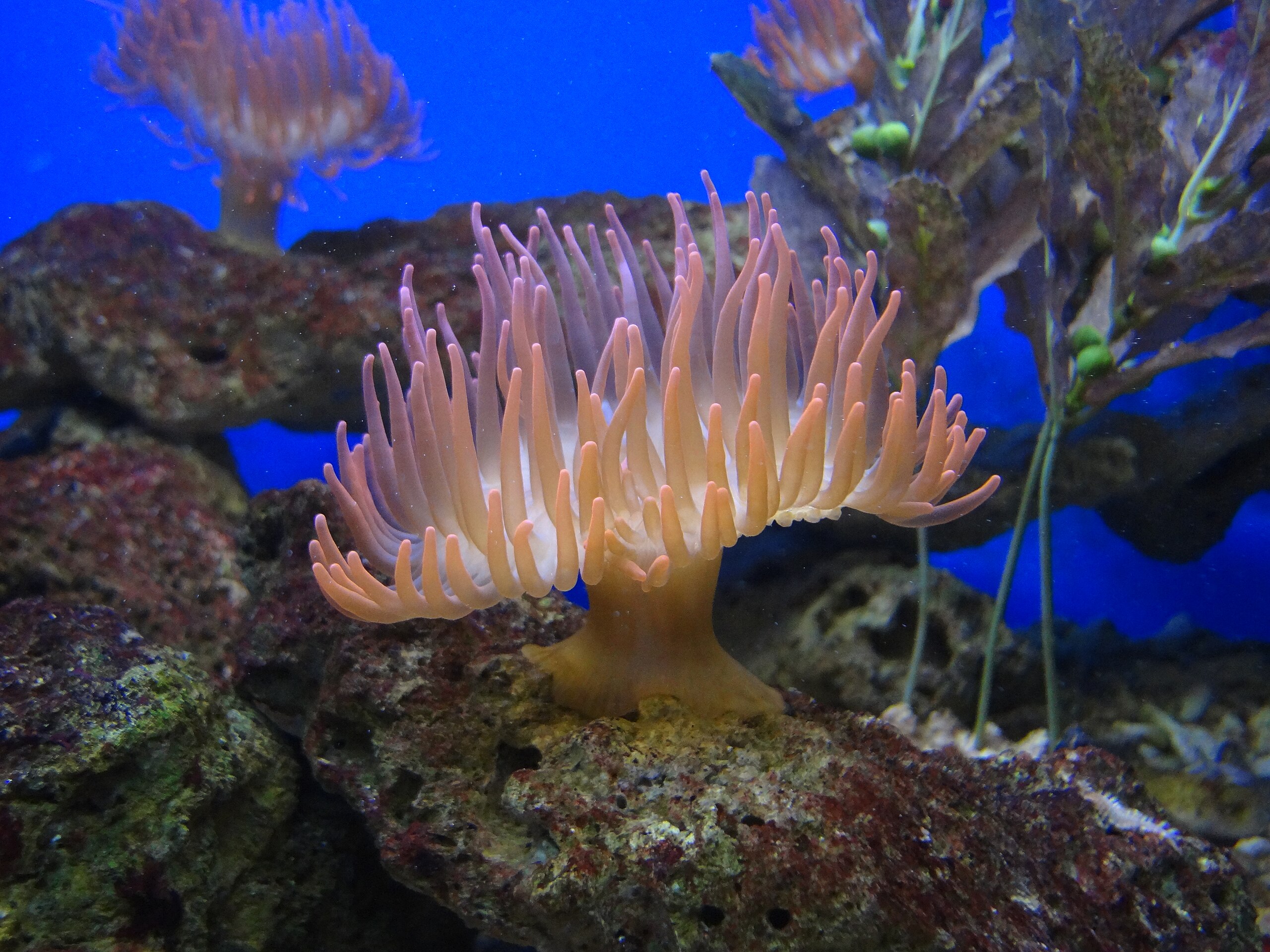 Image of Corals and sea anemones