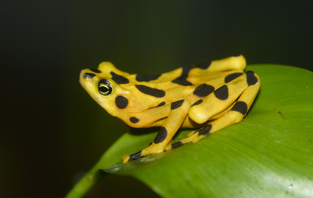Image of Frogs
