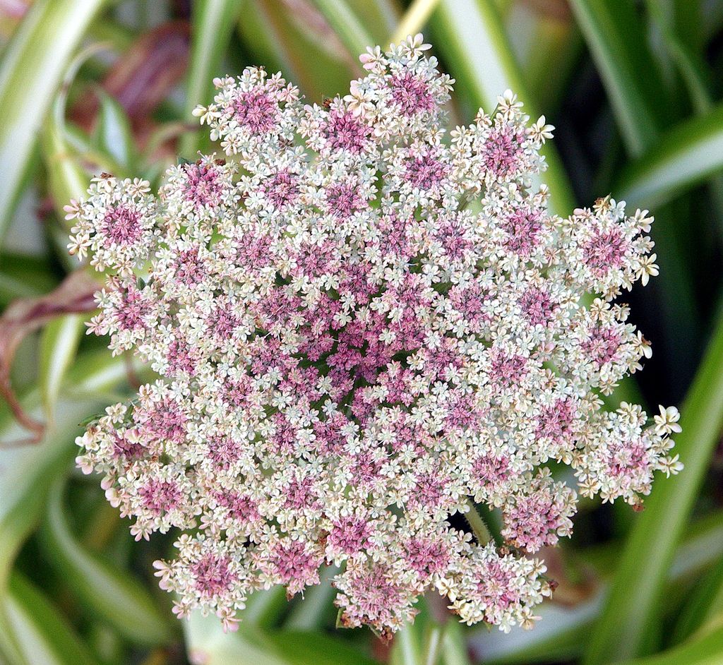 Image of Carrots, celery, and allies