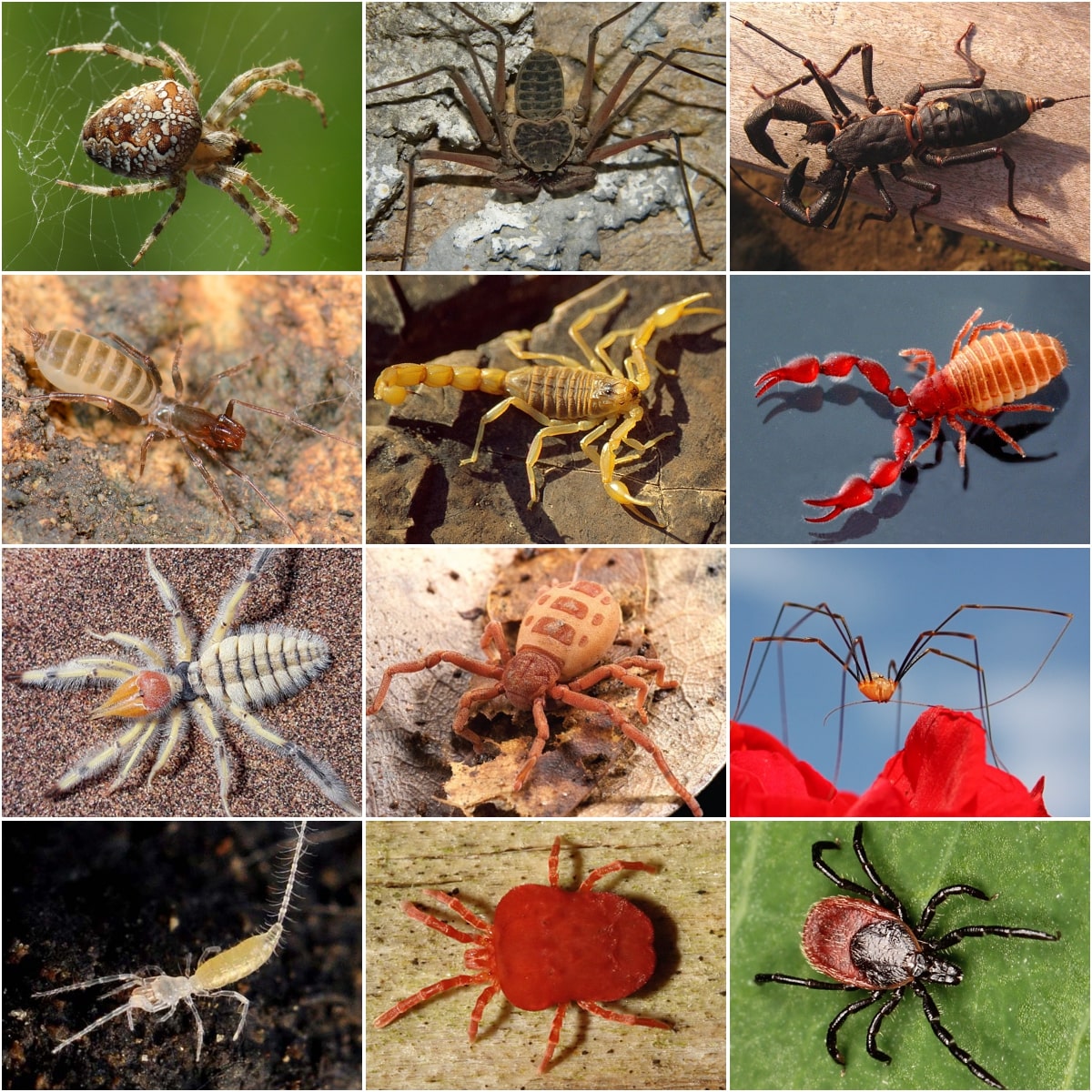 Image of Arachnids