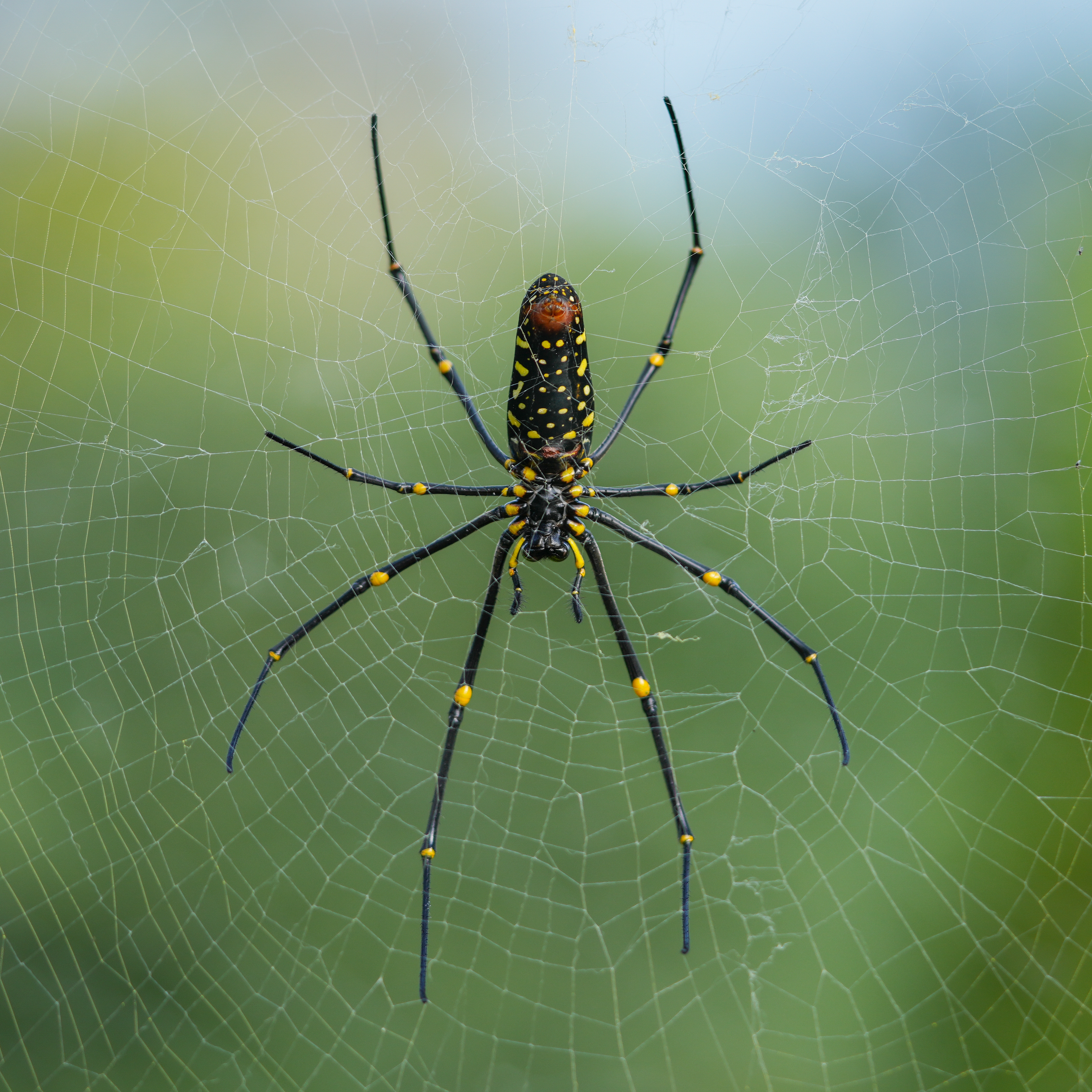 Image of Spiders