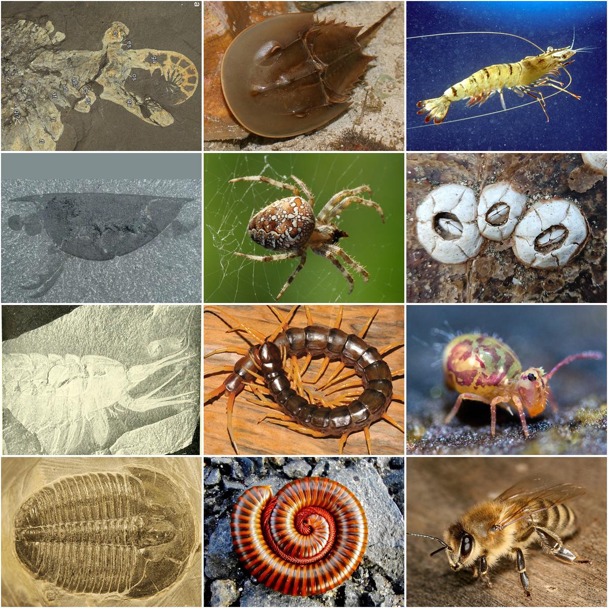 Image of Arthropods