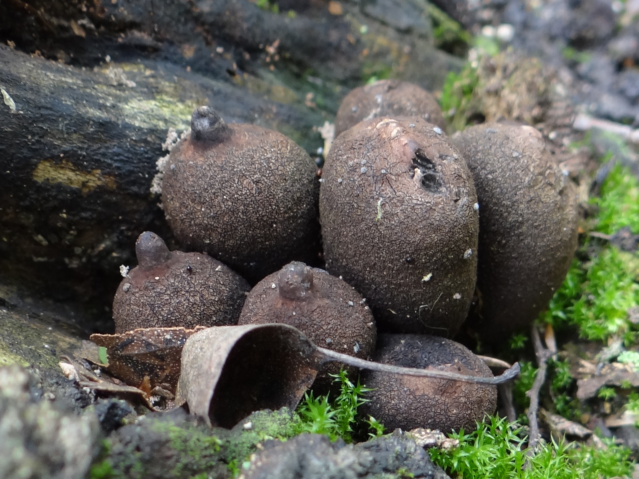 Image of Sac fungi