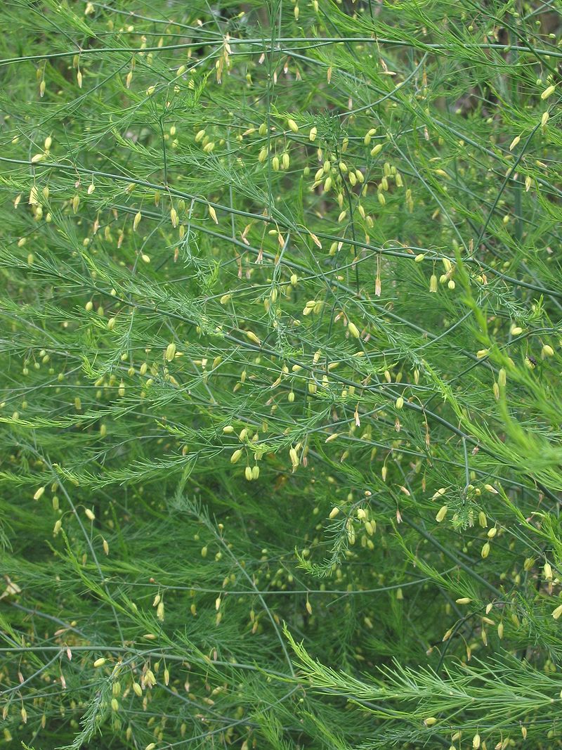 Image of Asparagus, orchids, and allies