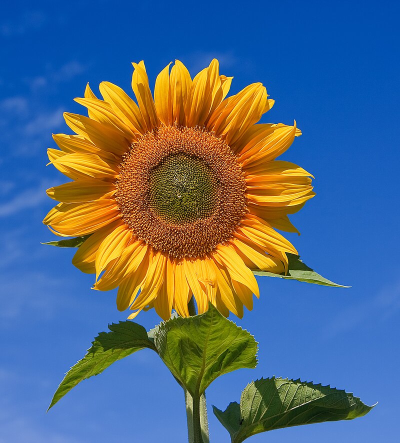 Image of Daisies, sunflowers, and allies