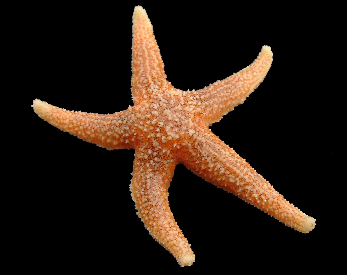 Image of Sea stars