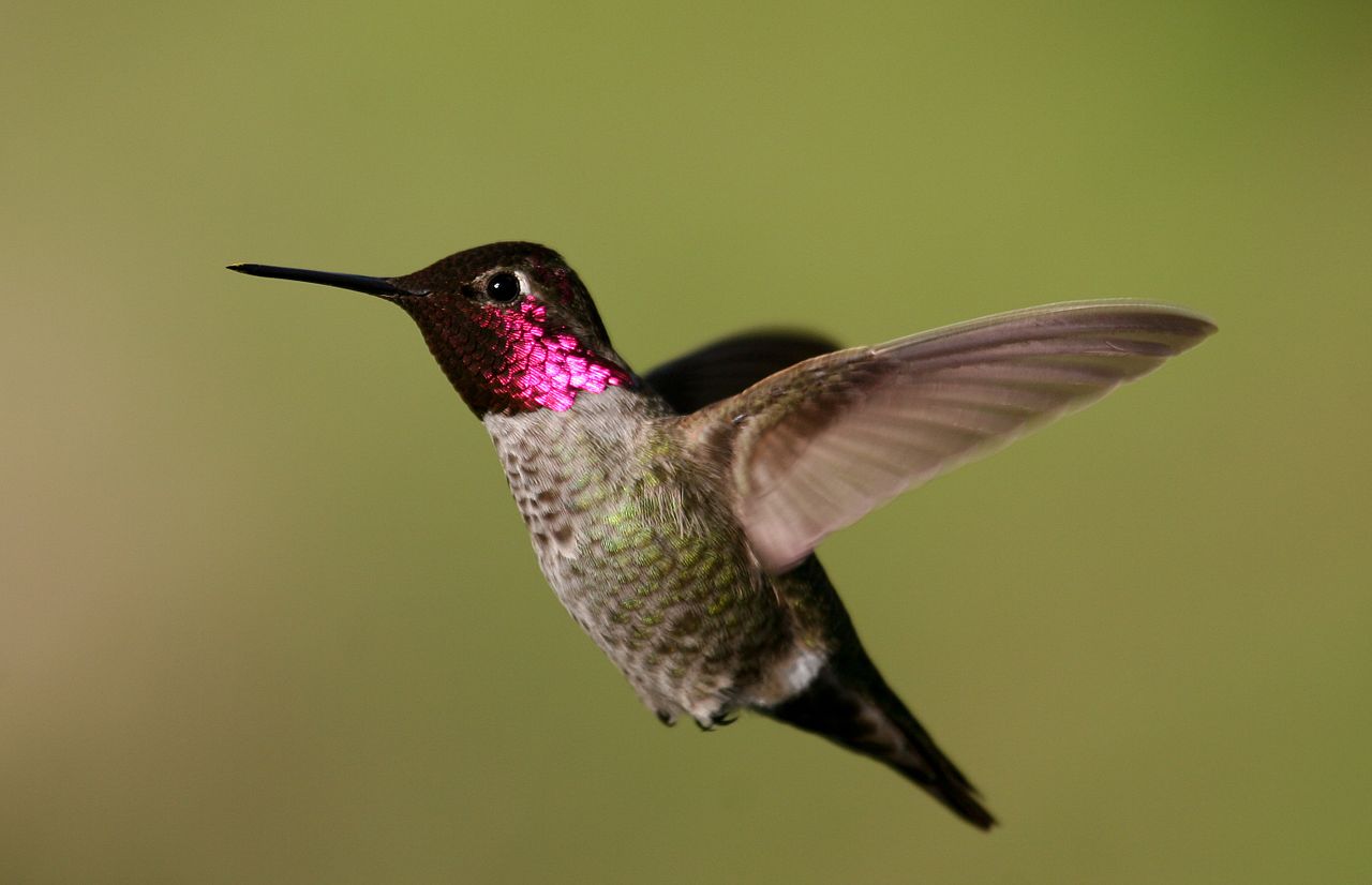 Image of Birds