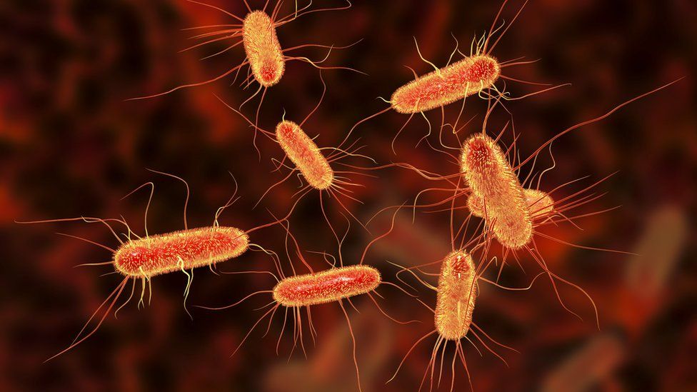Image of Bacteria