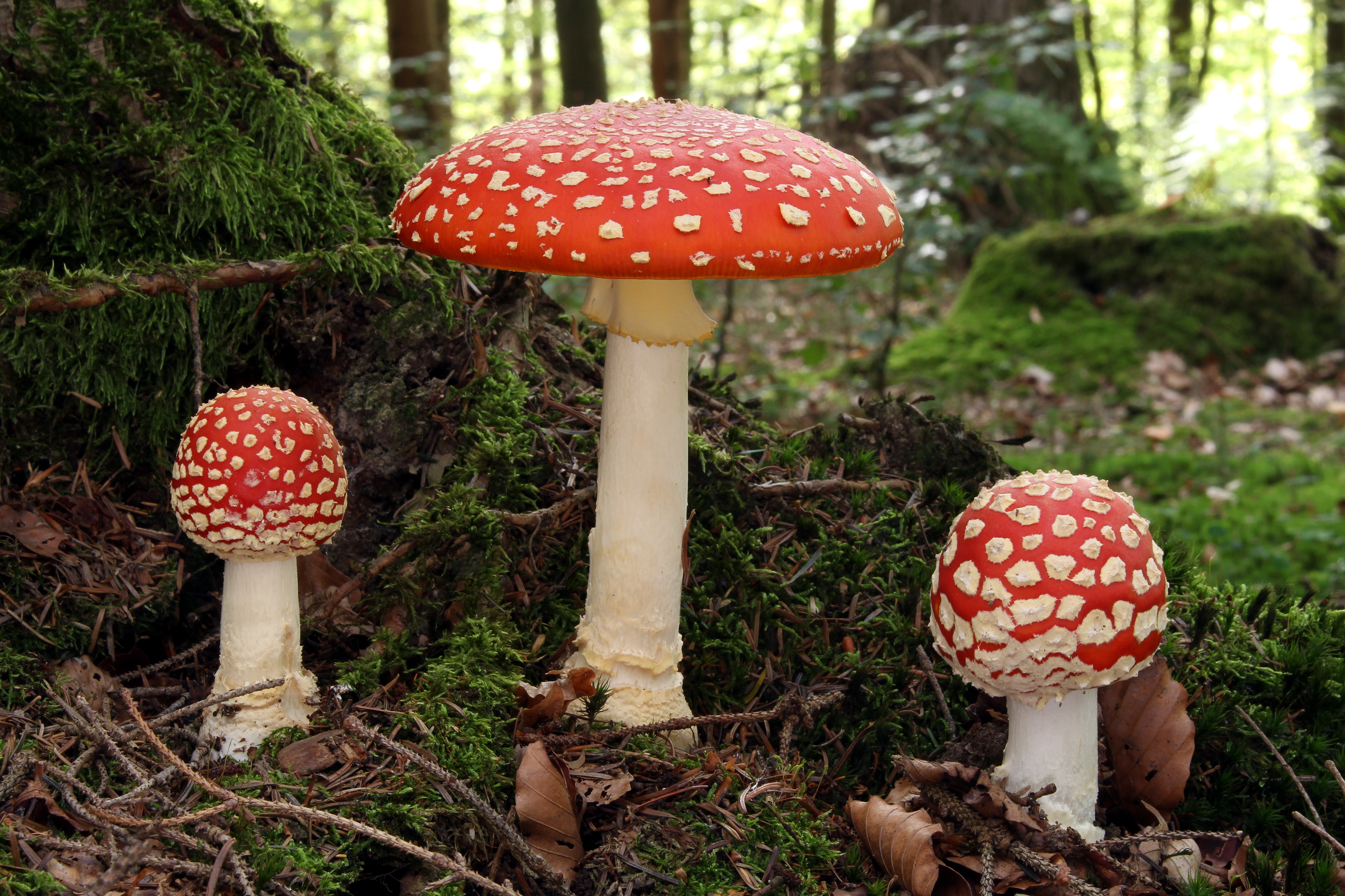 Image of Club fungi