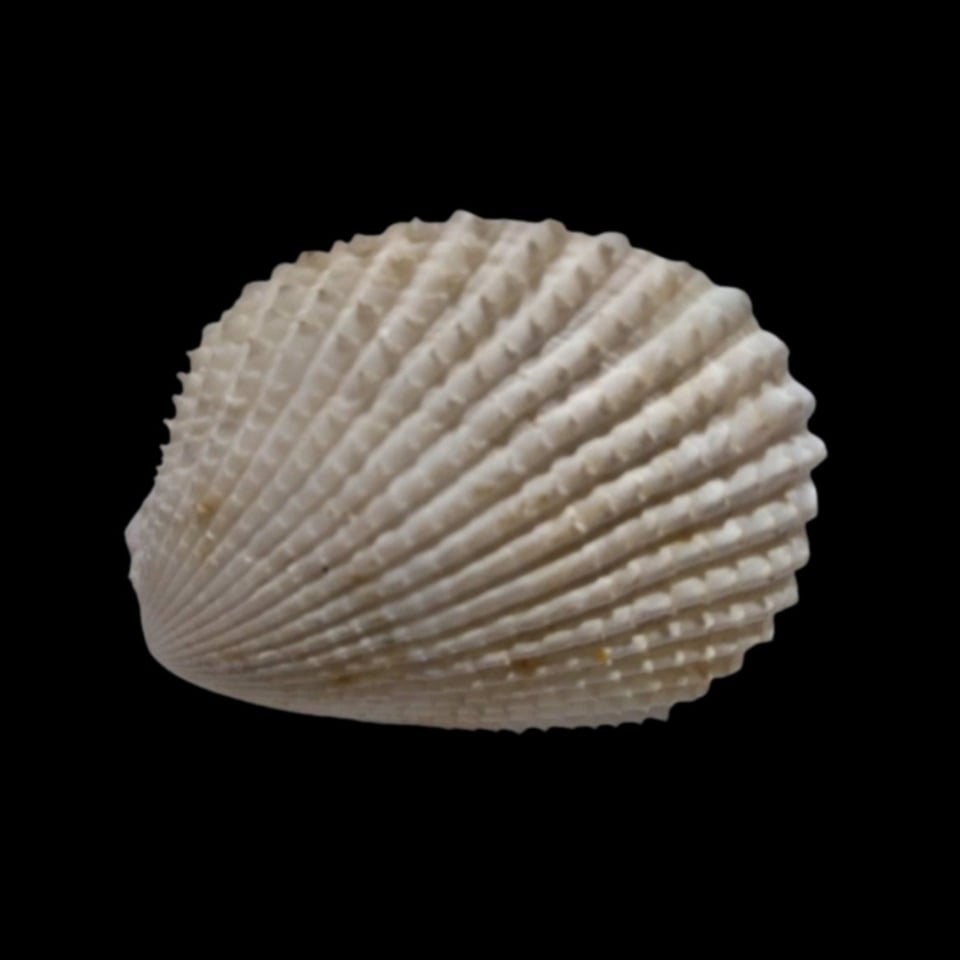 Image of Clams and bivalves