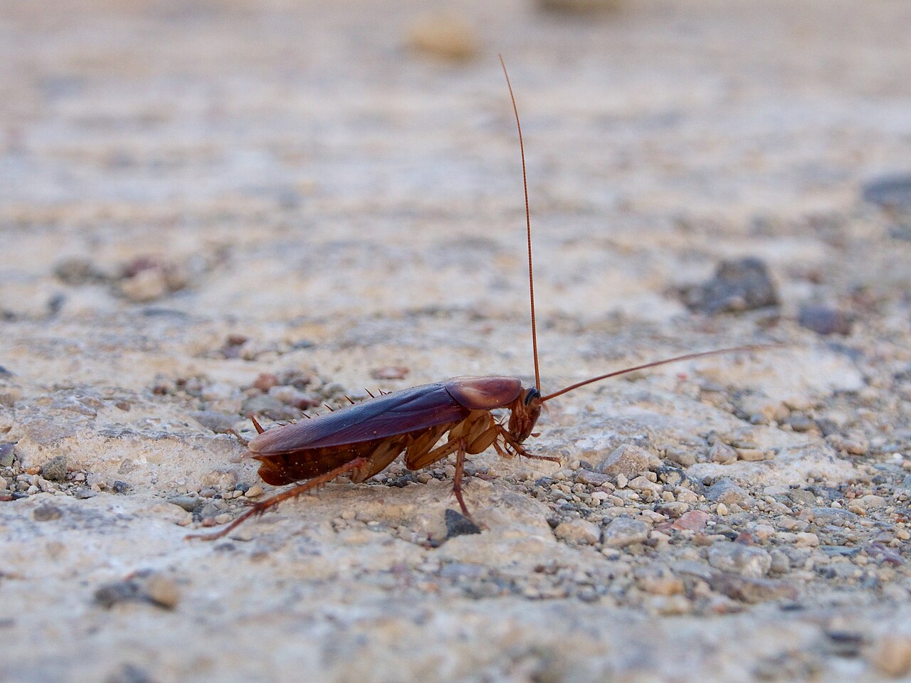 Image of Cockroaches and termites