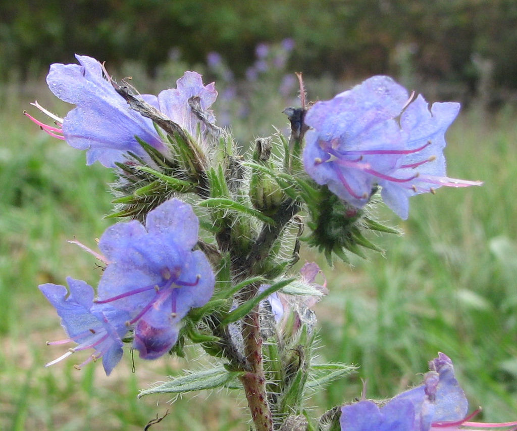 Image of Borage, forget-me-nots, and allies
