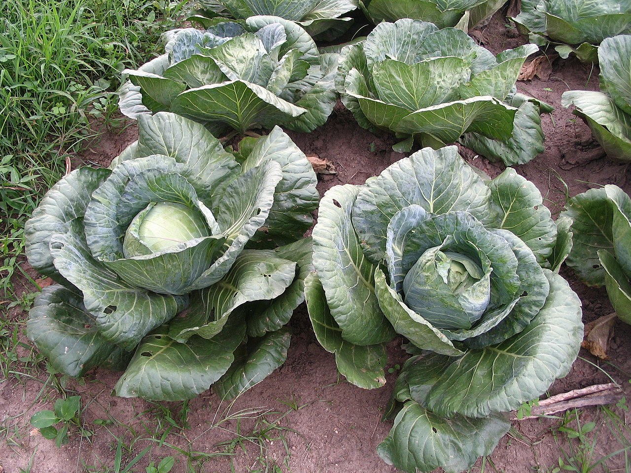 Image of Cabbages, mustards, and allies