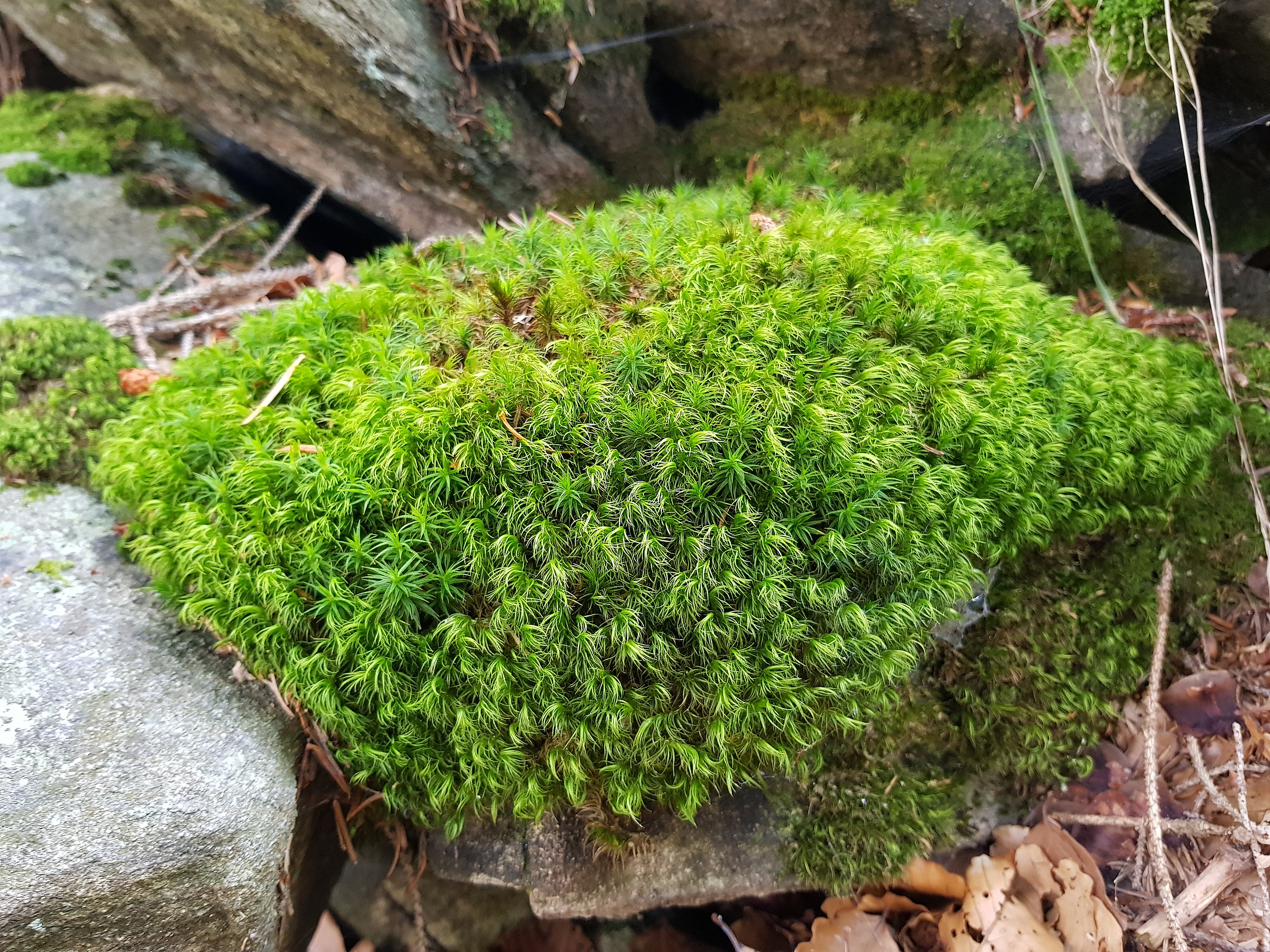Image of Mosses