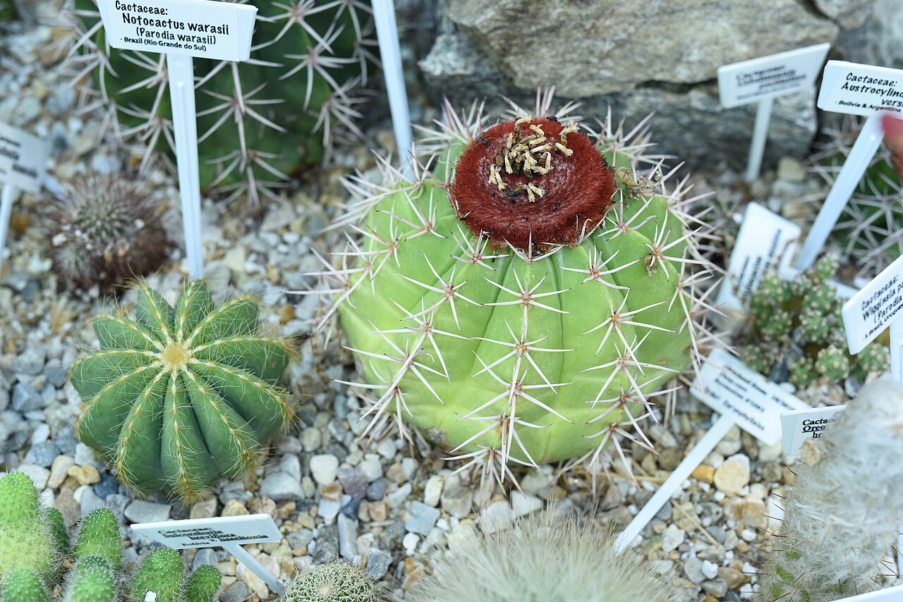 Image of Carnations, cacti, and allies