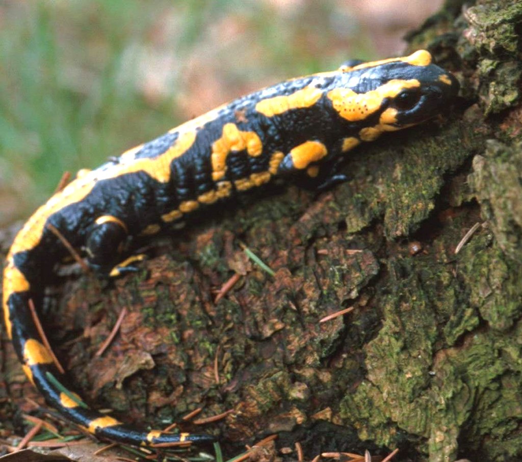Image of Salamanders