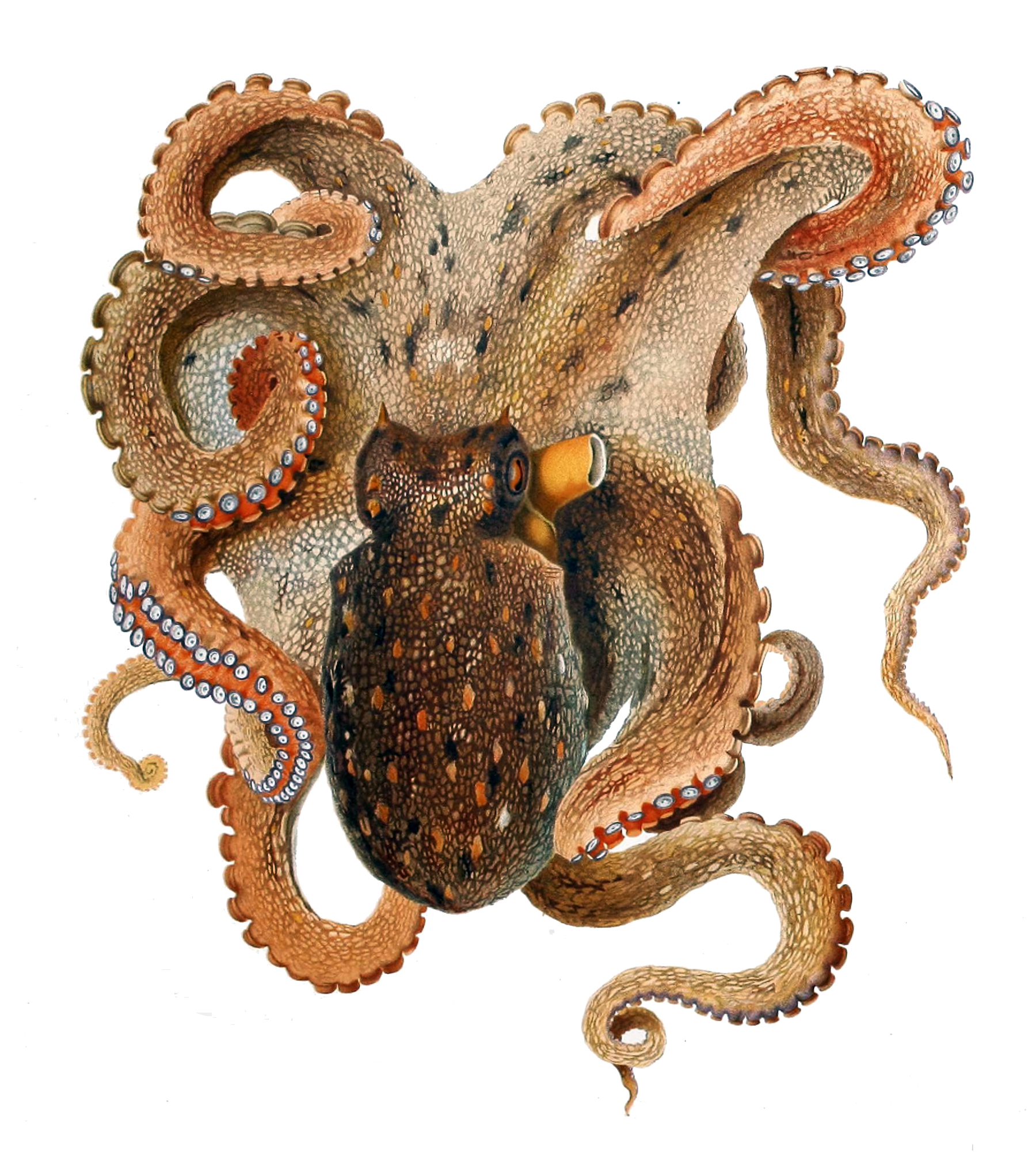 Image of Cephalopods