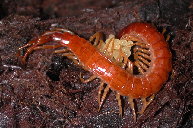 Image of Centipedes