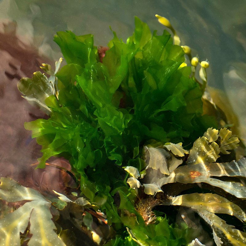 Image of Green algae