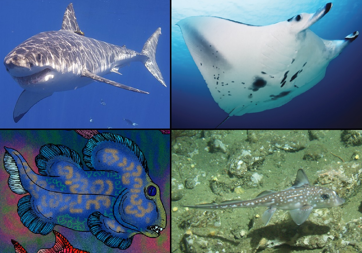 Image of Cartilaginous fishes