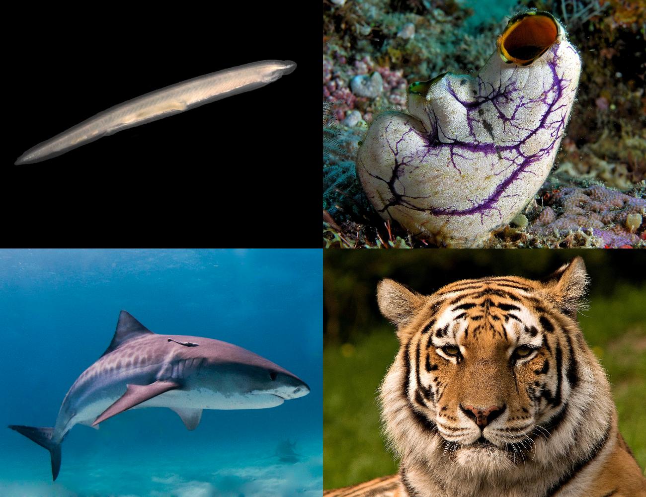 Image of Chordates