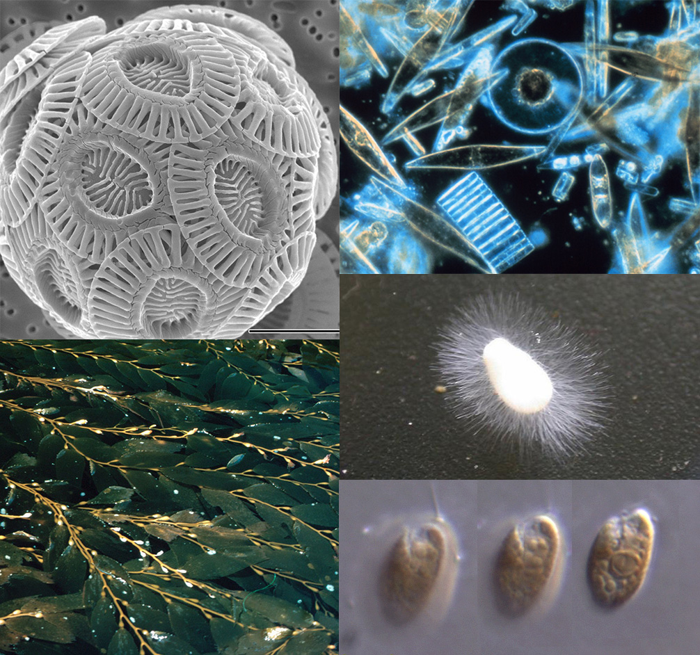 Image of Chromists