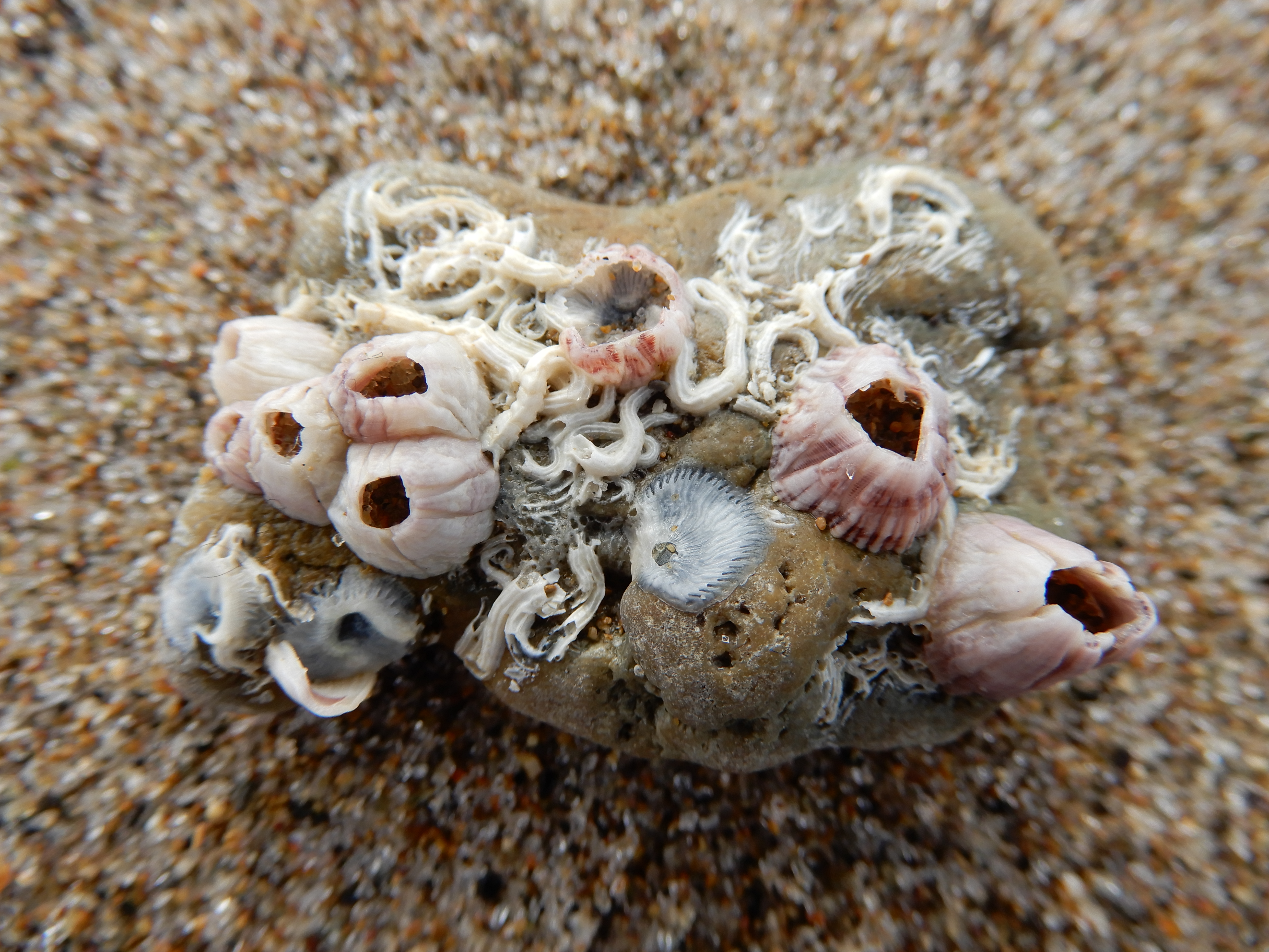 Image of Barnacles