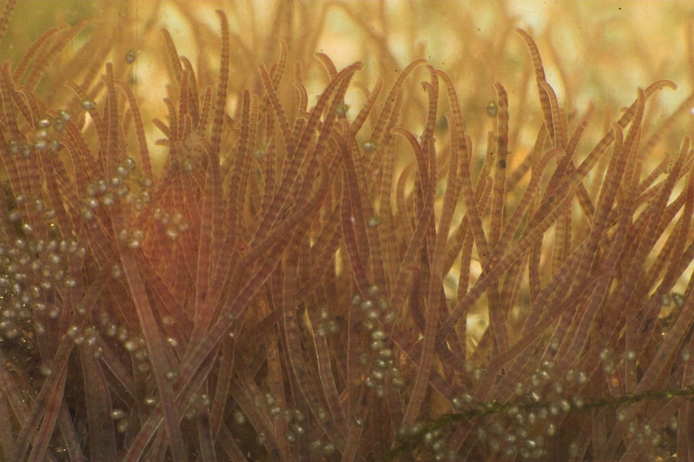 Image of Clitellates