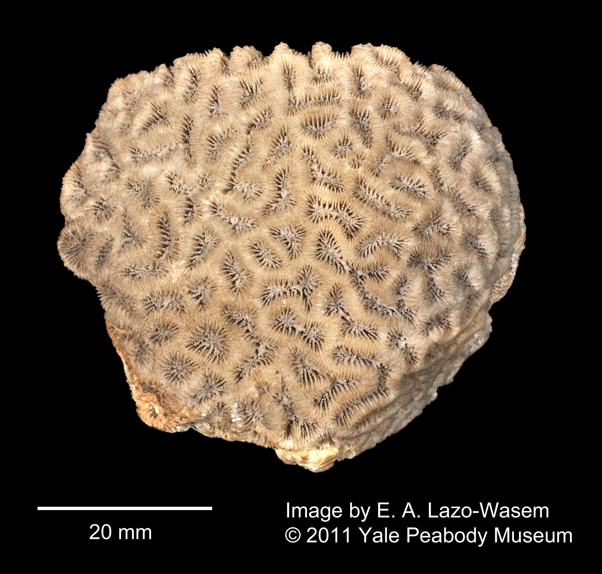 Image of Cnidarians