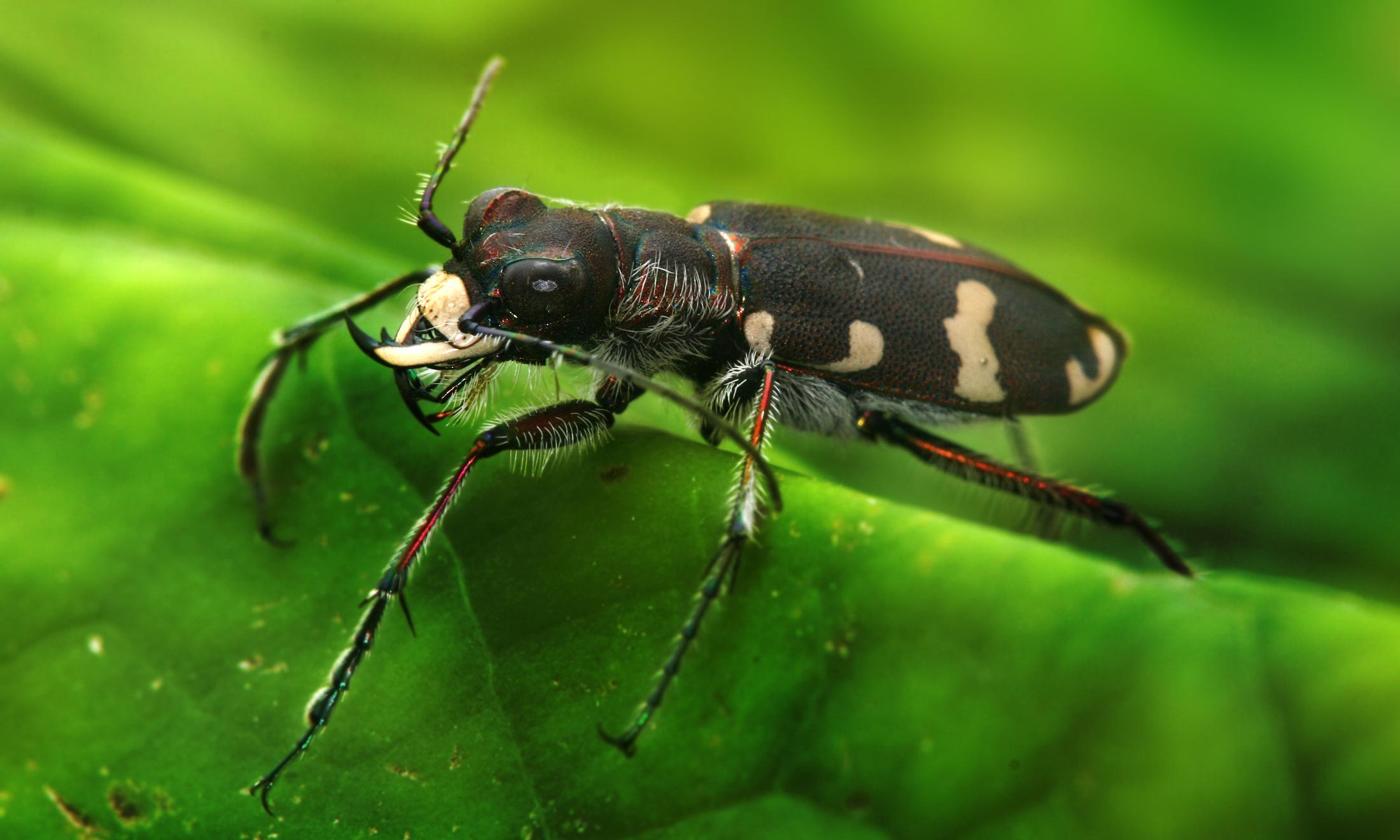 Image of Beetles