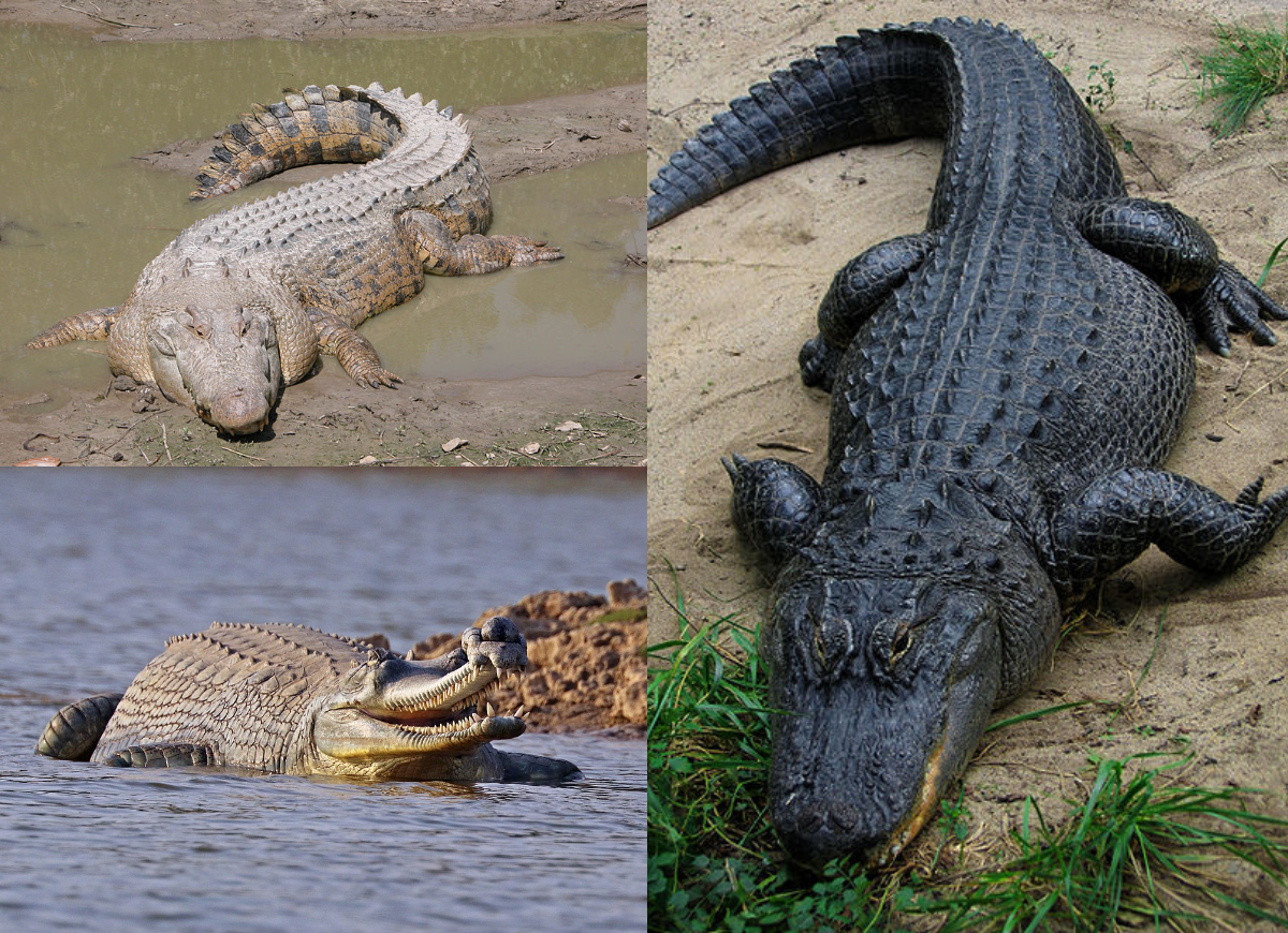 Image of Crocodiles