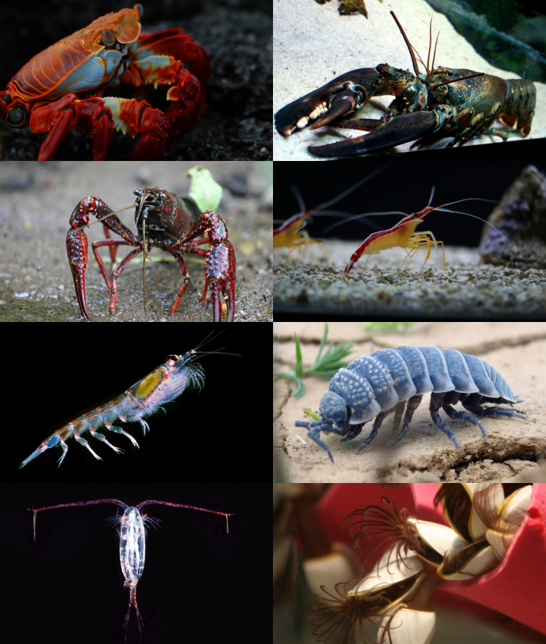 Image of Crustaceans