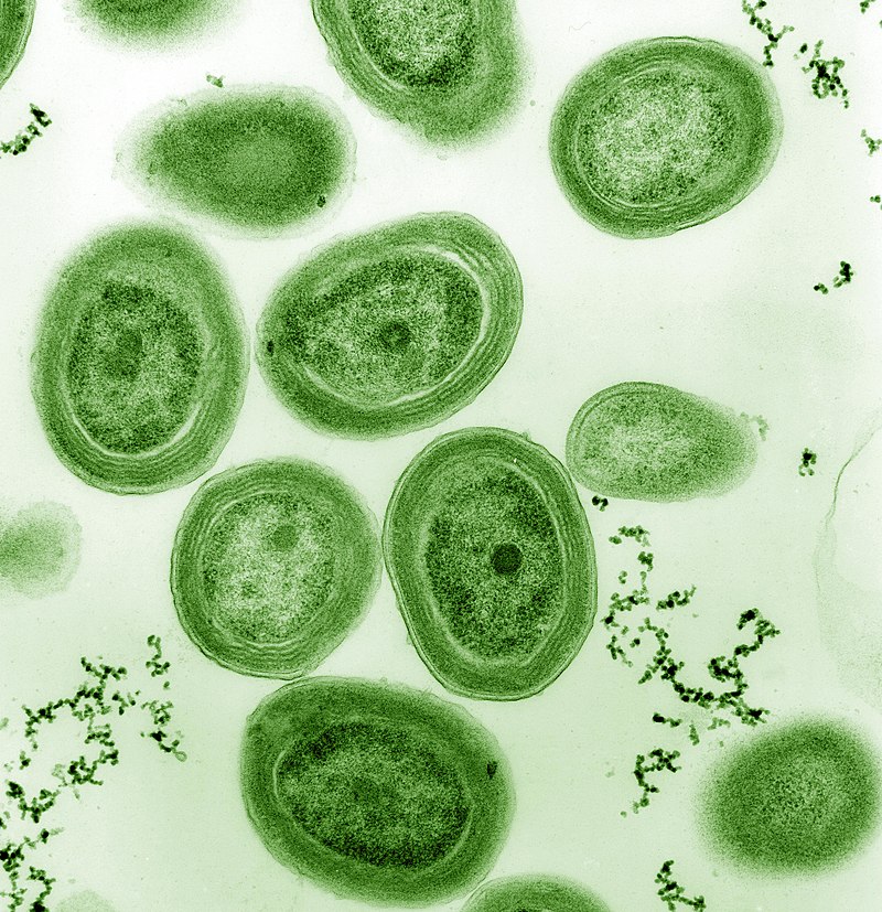Image of Cyanobacteria