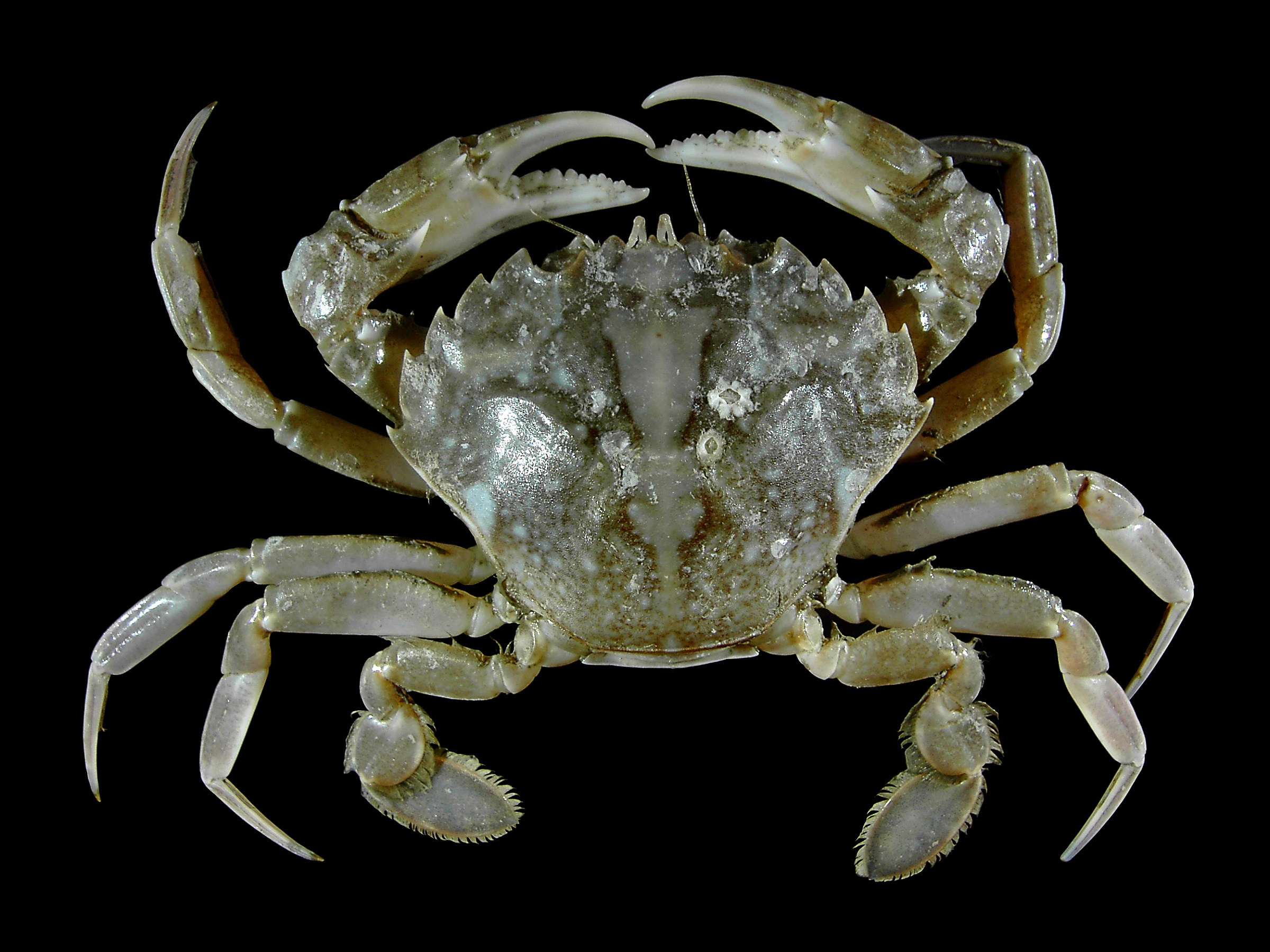 Image of Crabs, Lobsters, and Shrimp