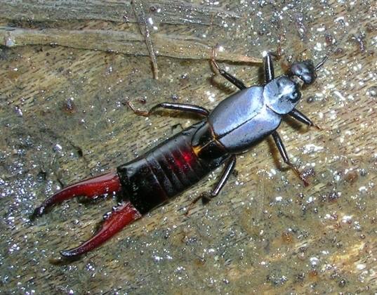 Image of Earwigs