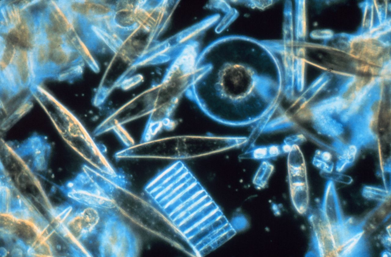 Image of Diatoms