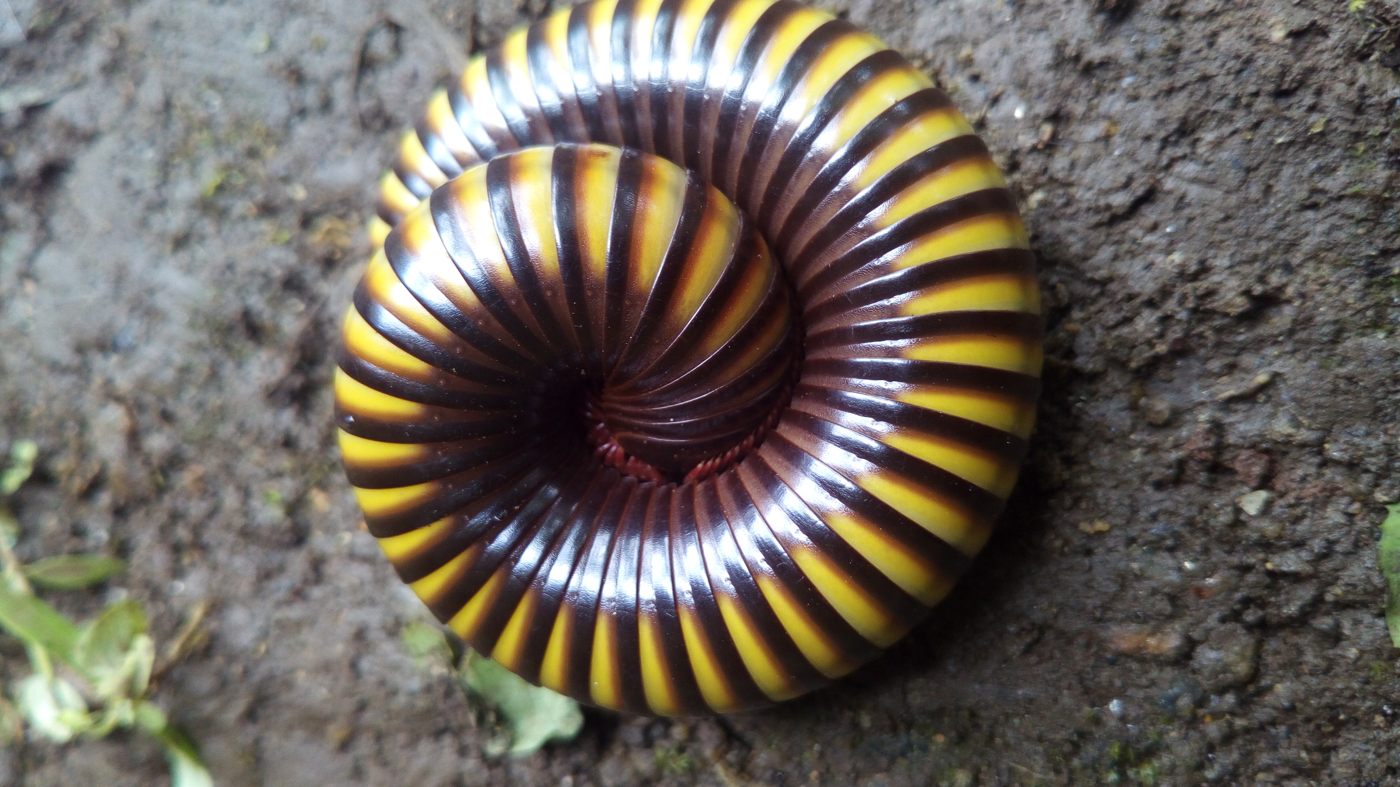 Image of Millipedes