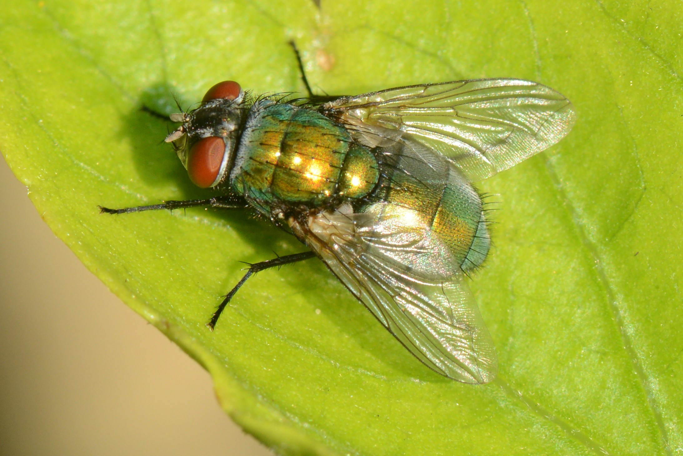Image of Flies