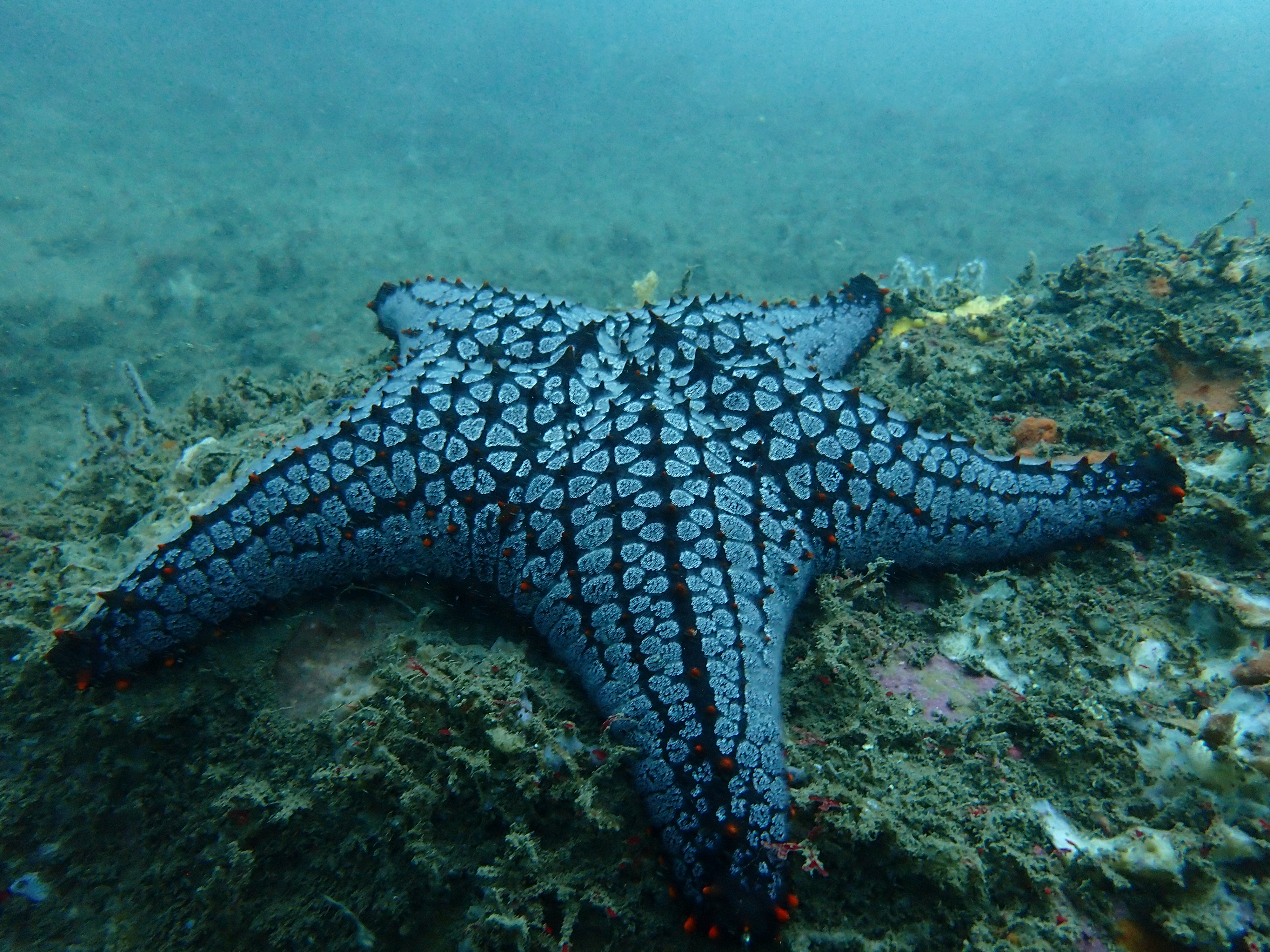 Image of Echinoderms