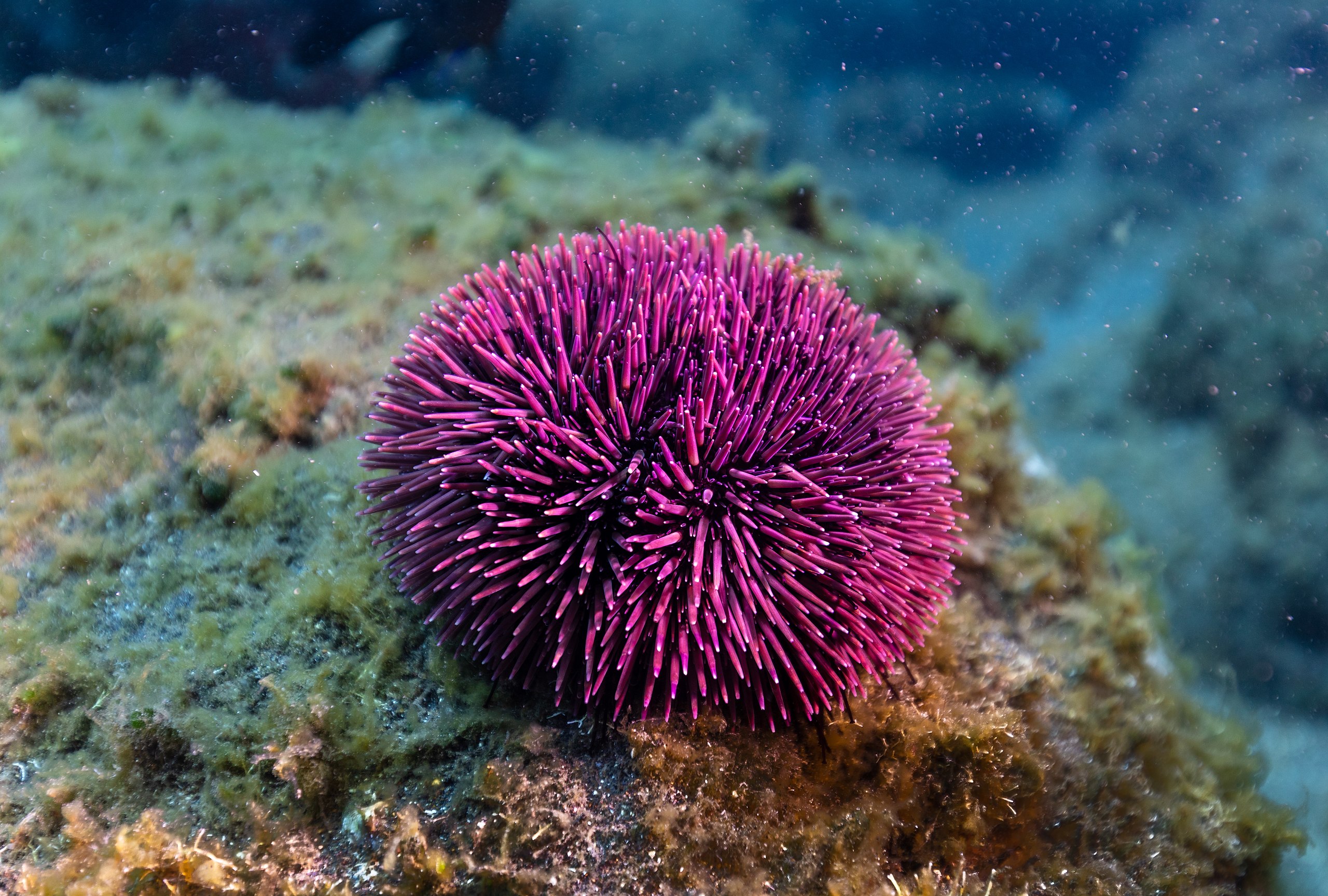 Image of Sea urchins and sand dollars