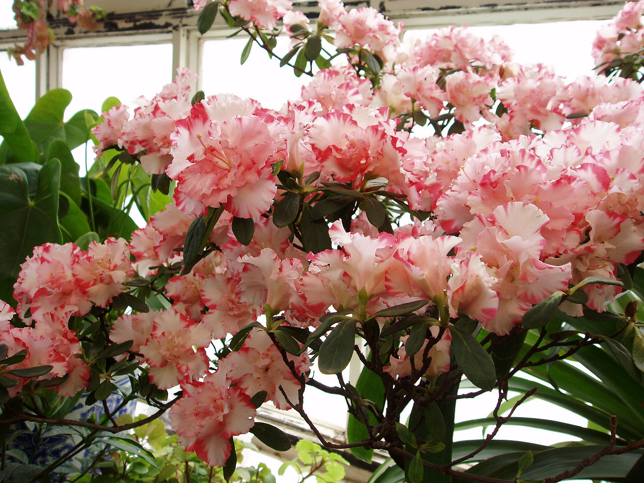 Image of Blueberries, azaleas, and allies