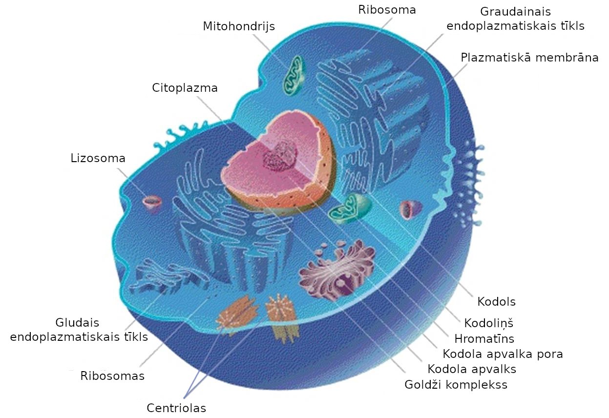 Image of Eukaryotes