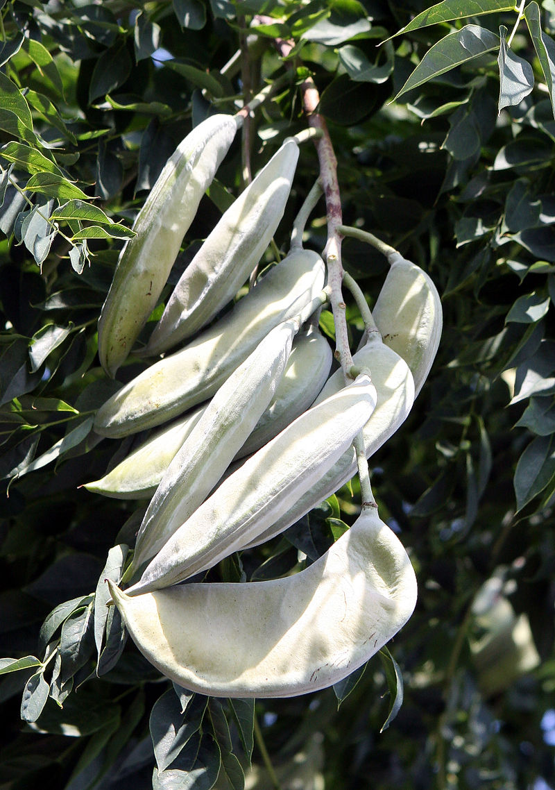 Image of Beans, peas, and allies